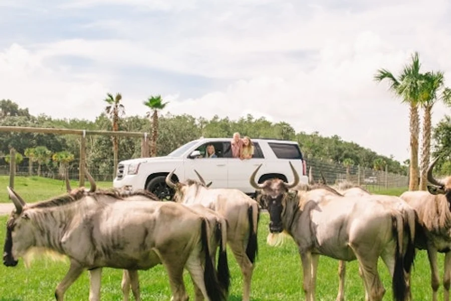 Wild Florida Drive-Thru Safari Park Admission, Kenansville
