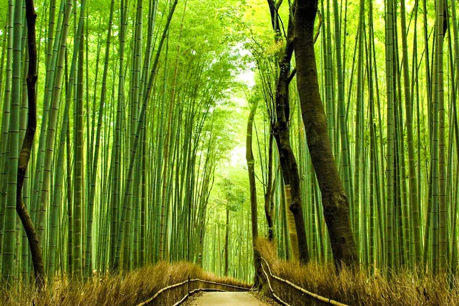 Kyoto Heritage Guided Tour: Arashiyama, Fushimi Inari & Kiyomizu-dera on Luxury Coach with Optional Lunch, at Kyoto Avanti, Kyoto