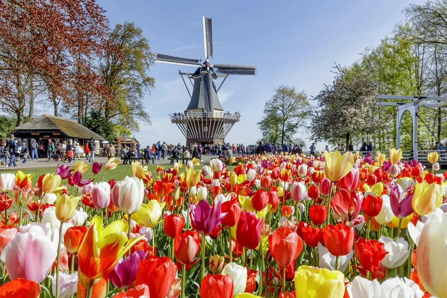 Desde Ámsterdam: tour guiado por un experto a Keukenhof con traslados de ida y vuelta, Amsterdam