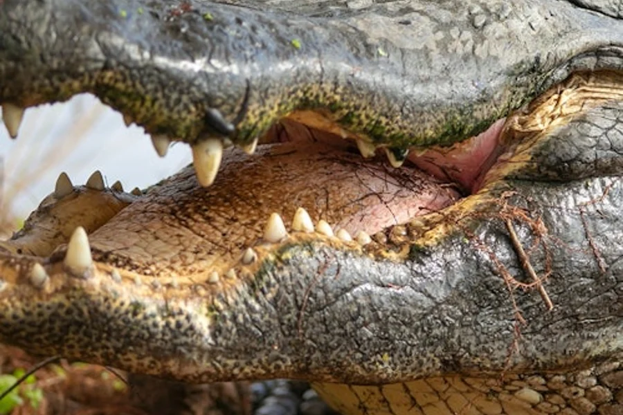 Gatorland Orlando: The Greater Gator Package, Orlando