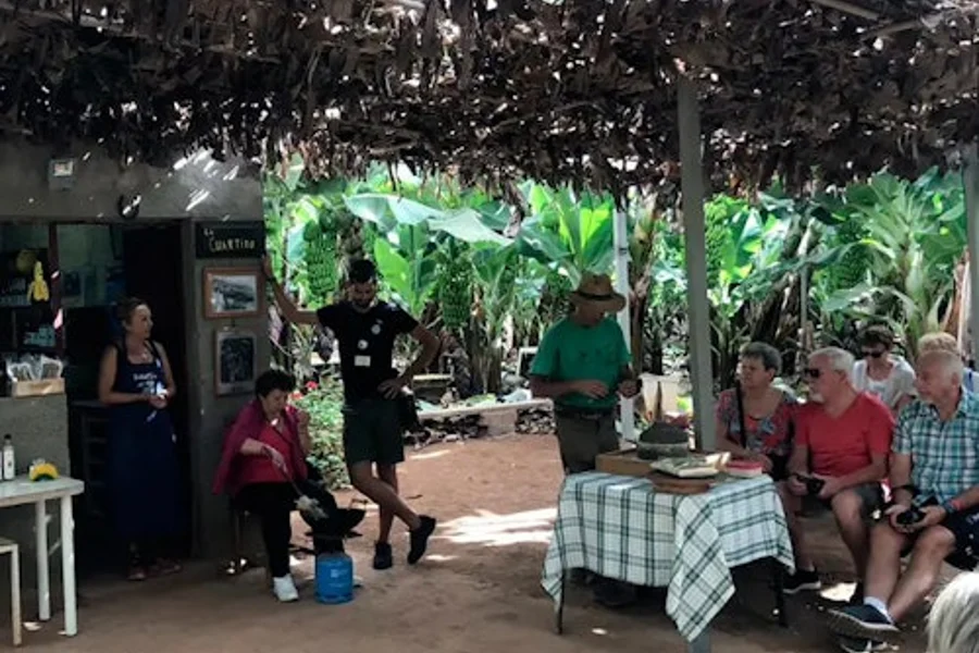 Tenerife: Banana Plantation & Winery Tour + Wine Tasting, Tenerife