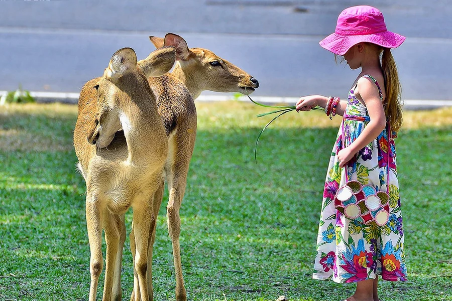 Tickets to Khao Kheow Open Zoo, at Khao Kheow Open Zoo, Pattaya