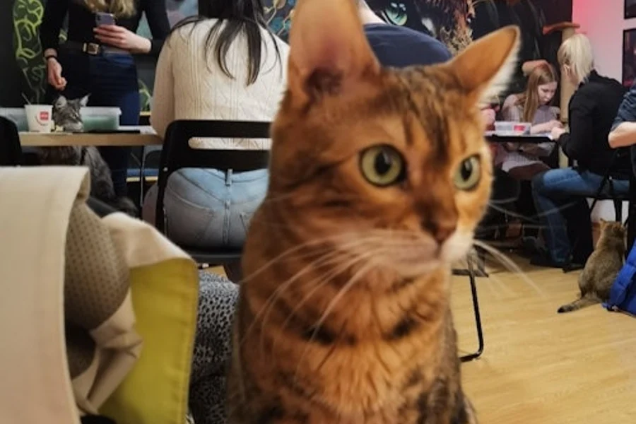 Cat Museum Budapest: Guided Acrylic Painting Workshop, Budapest