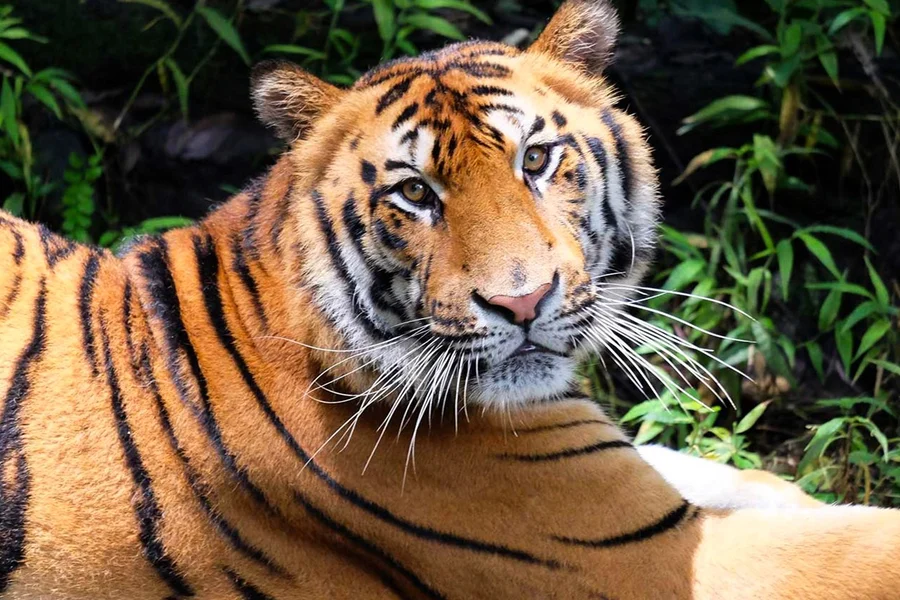 Jungle Hopper Safari Tickets, Bali