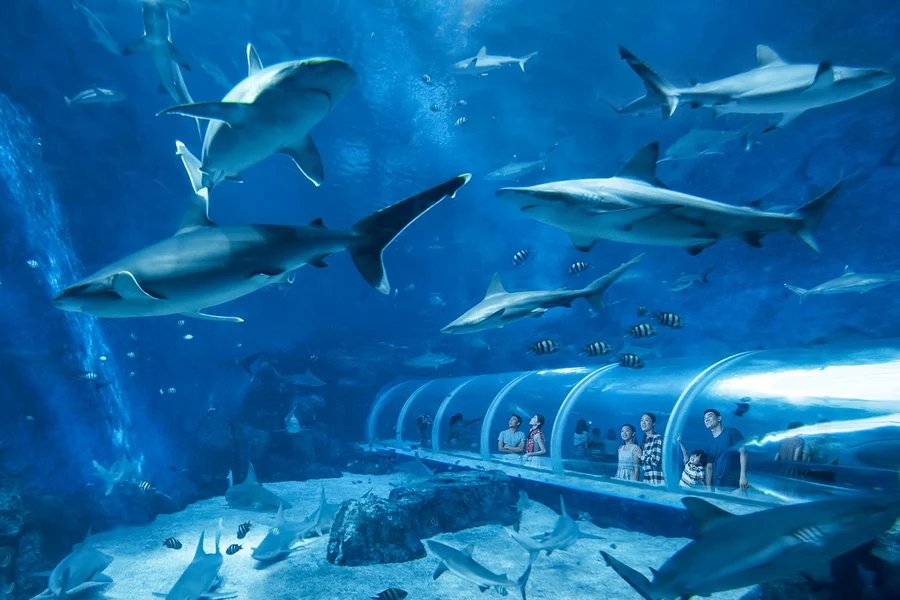海豚岛门票,赠送S.E.A.水族馆或探险湾入场券, Singapore