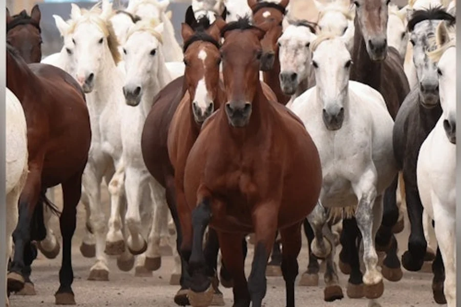 Sevilla Equestrian: The Story of A Champion, Seville