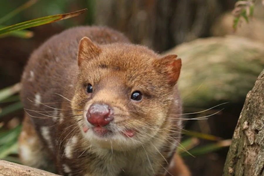 Bonorong Wildlife Sanctuary: Entry Ticket, Brighton