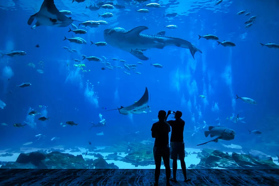 Okinawa Churaumi Aquarium: Entry Ticket, Okinawa