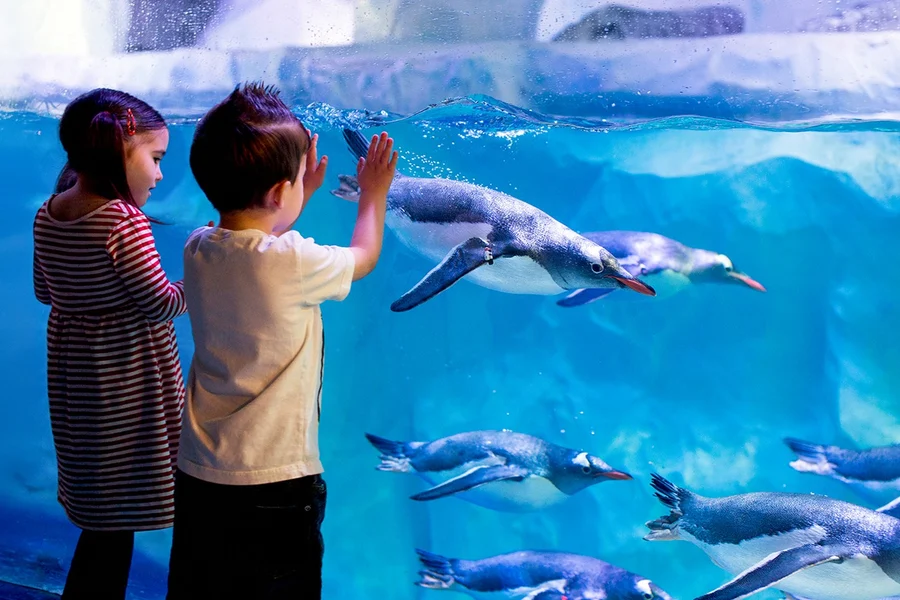 Билеты на посещение аквариума SEA LIFE Лондон в любое время, at SEA LIFE London Aquarium, London