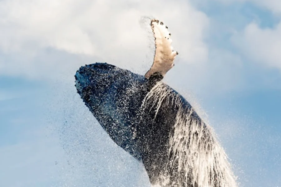 Waikiki: Whale Watching Tour, Hawaii