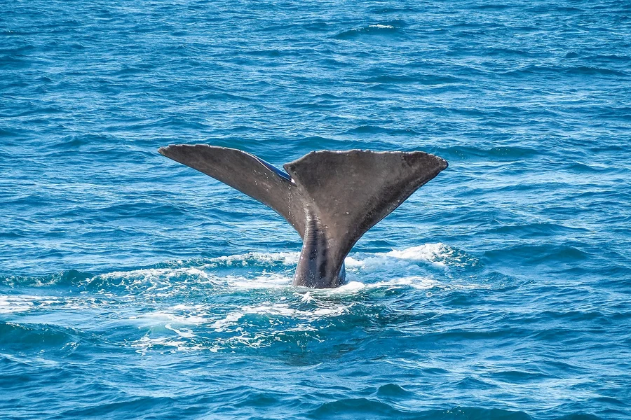 From Christchurch: Kaikoura Whale Watch Day Trip with Round-Trip Transfers, Kaikoura