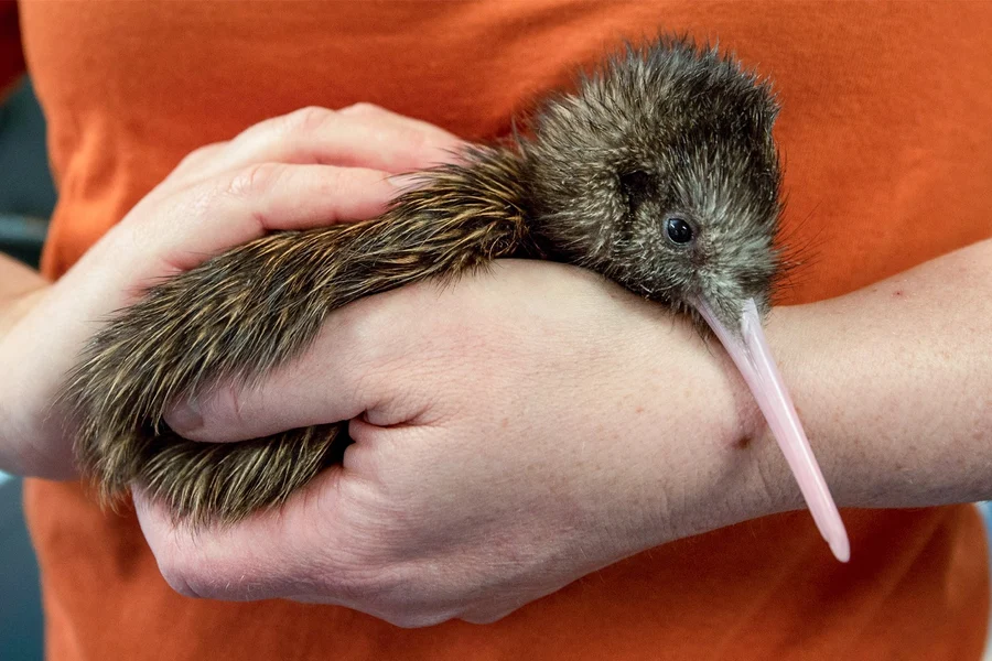 The National Kiwi Hatchery Tour, Rotorua